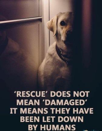 rescue