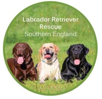 Independent store labrador rescue